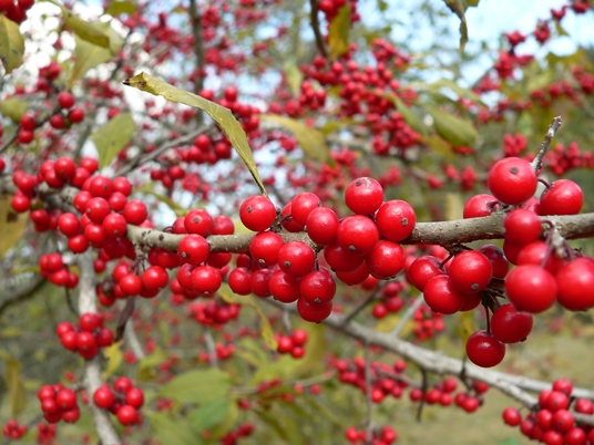 {Ilex decidua}